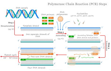 Polymerase Chain Reaction Pcr Steps Definition Uses