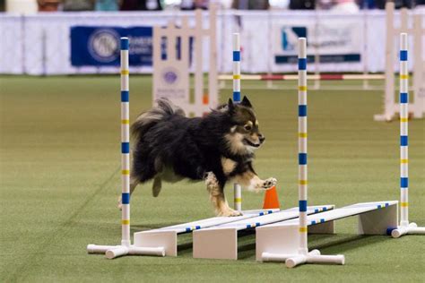 How To Watch The Akc Agility League Championship