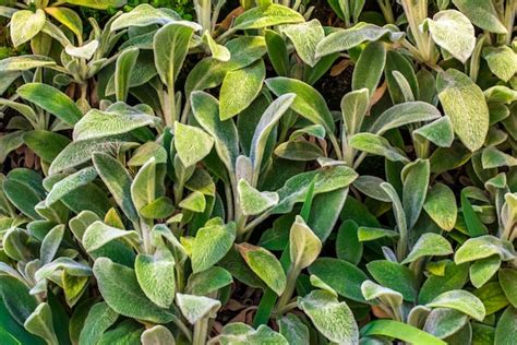 Free Photo Ornamental Garden Plants Stachys Byzantine Stachys