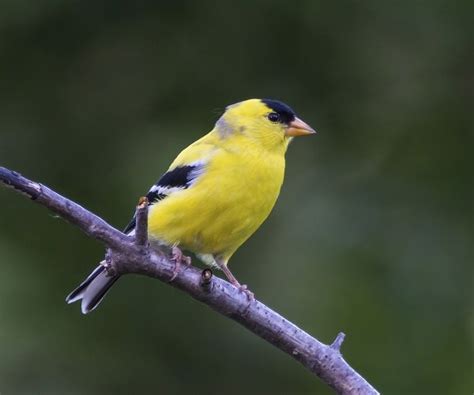 Compte Rebours Des Animaux Qui Changent De Couleur En Hiver Co