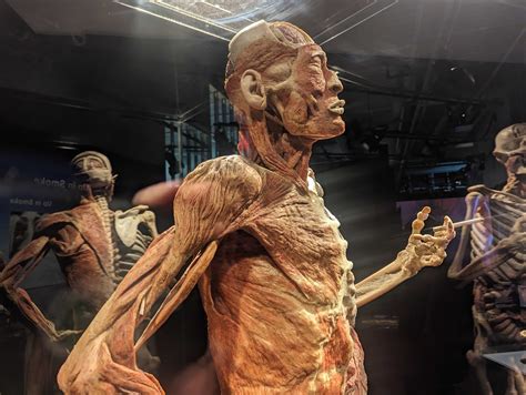 Body Worlds Exhibit Schedule Kira Serena