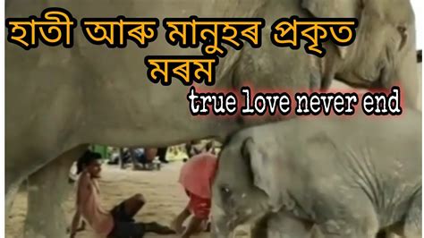 True Love Never End হাতী আৰু মানুহৰ প্ৰকৃত মৰম ভালপোৱা Utpal Vlogs