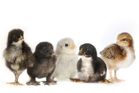 Many Baby Chick Chickens Lined Up On White Stock Photo Image Of Cute