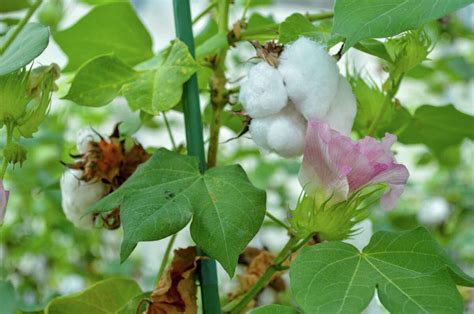 A M Researchers Make Cotton Good Enough To Eat