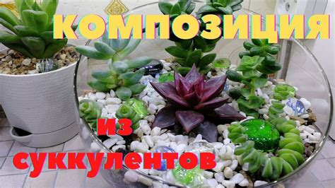 Суккуленты | Композиция из суккулентов | Флорариум из суккулентов - YouTube