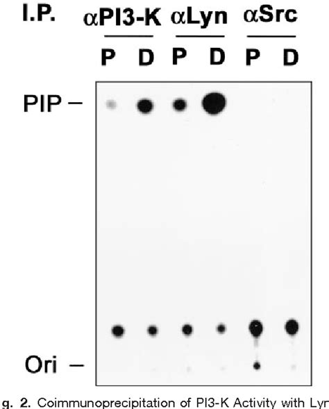 Figure 2 From The Phosphatidylinositol 3 Kinase Akt Signaling Pathway