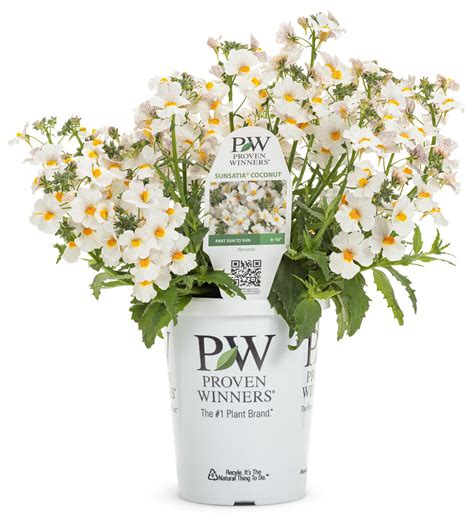 Sunsatia® Coconut Nemesia Hybrid Proven Winners