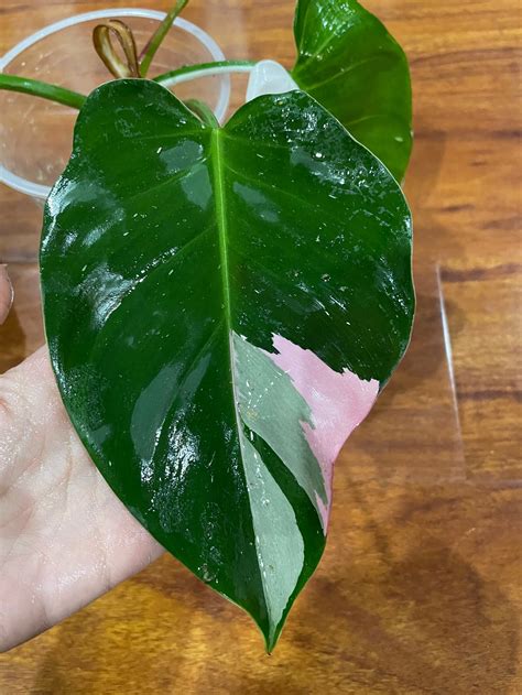 Usa Seller Tricolor White Princess Philodendron Top Cutting Etsy