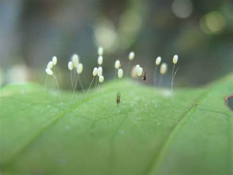 How To Identify Insect Eggs Global Gardening Secrets