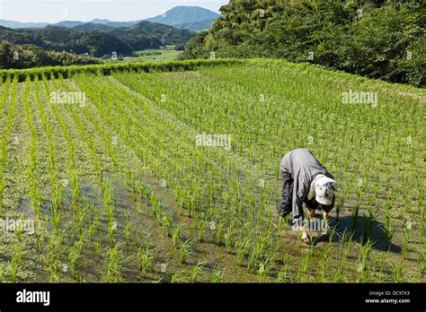 La Coltivazione Del Riso In Giappone Foto Stock Alamy