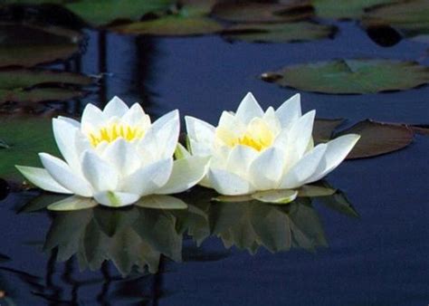 Lirio de agua ? Todo acerca de esta hermosa planta??