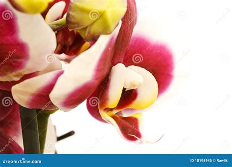 Orhid Stock Image Image Of Natural Blossom Garden 18198945