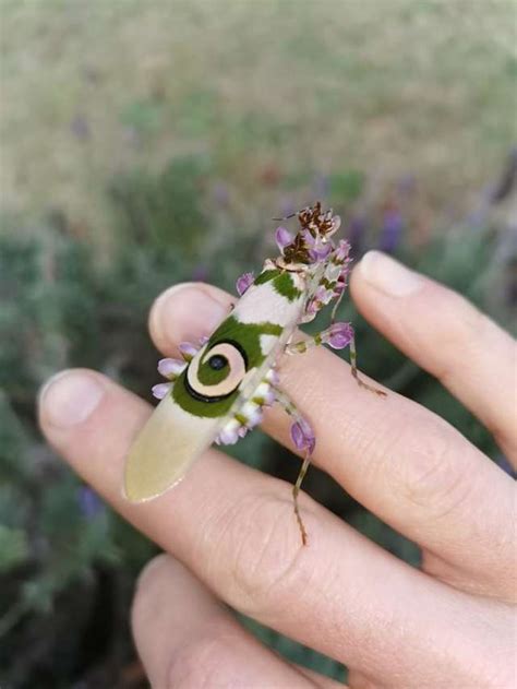 Gorgeous South African Flower Mantis Rentomology
