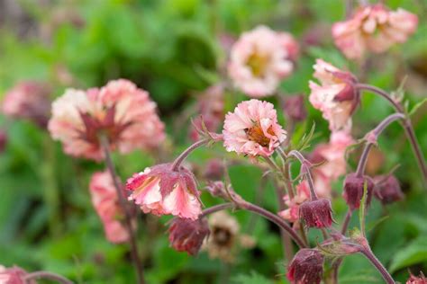 Geum Andstevie Nicksand Avens Andstevie Nicksand Herbaceous Perennial Rhs