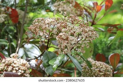 931 Photinia Red Robin Flowers Images, Stock Photos, 3D objects ...