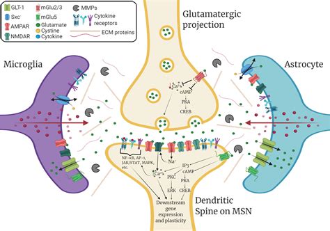 Frontiers Neuroimmune Mechanisms As Novel Treatment Targets For