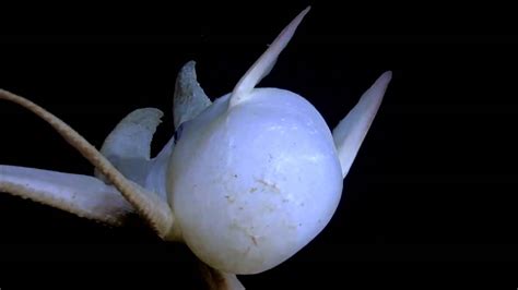 Dumbo Octopus Eggs