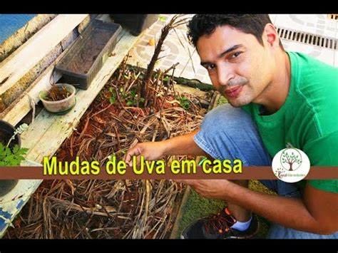 Mudas de uva fazendo em casa faça você mesmo Plantar em Casa YouTube