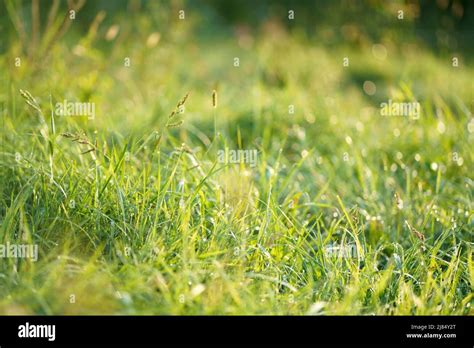 Grass In The Morning Sun Beautiful Natural Image Close Up Macro Beautiful For Wallpaper