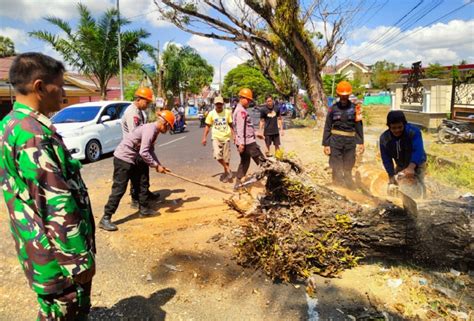 Sar Brimob Bone Evakuasi Pohon Lapuk Bahayakan Warga Dan Pengguna Jalan