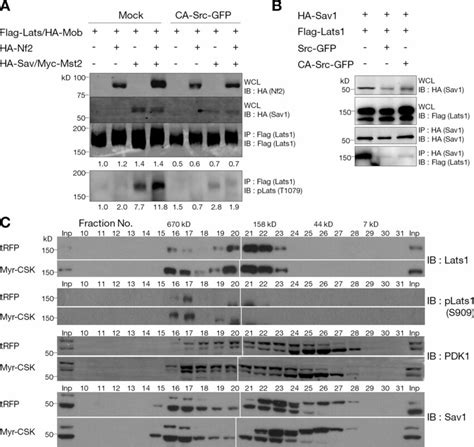 Regulation Of Lats1 And The Hippo Complex By Src Activity A