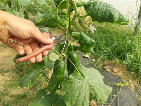 Premium Photo Cucumber Cultivation In Greenhouse Cucumber Pruning In