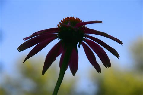 Coneflower Silhouette The Silhouette Of A Purple Coneflowe Flickr