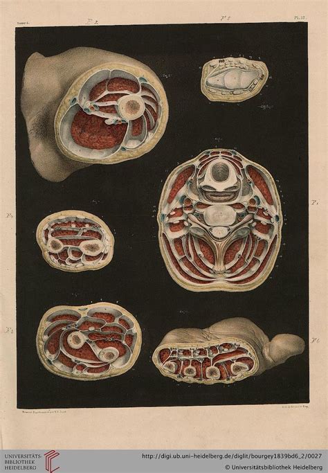 Ook Said The Librarian Ilustra O M Dica Anatomia Do Corpo Humano Arte