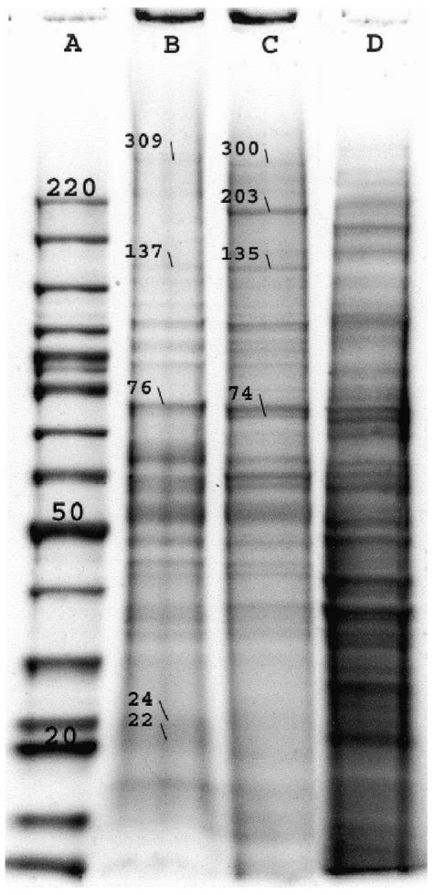 Polyacrylamide Gel Electrophoresis Of Molecular Weight Markers Lane Download Scientific