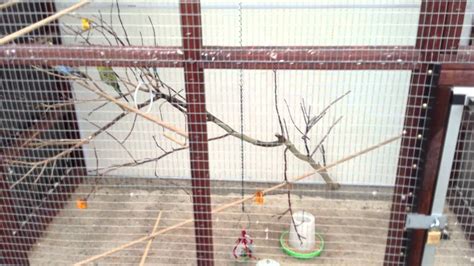 Budgie Aviary Youtube