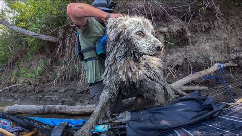 Encuentra A Un Perro Atrapado Bajo Un Tronco Durante Una Traves A En