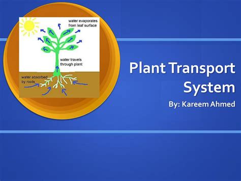 PPT - Plant Transport System PowerPoint Presentation, free download - ID:1867529