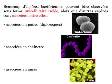 SOLUTION La Cellule Bact Rienne Paroi 2023 Studypool