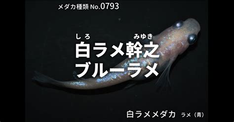 白ラメ幹之ブルーラメとは 改良メダカweb図鑑no0793 メダカの品種 白 改良メダカweb図鑑