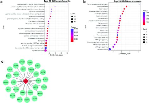 Target Genes Prediction And Functional Enrichment Analyses Of Download Scientific Diagram