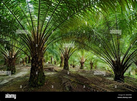 Oil Palm Trees In Plantation In Malaysia Oil Palms Are Grown Stock