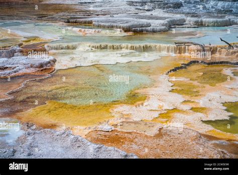 Mammoth Hot Springs In Yellowstone National Park Wyoming Usa Stock Photo Alamy