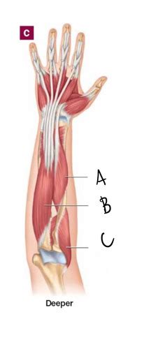 Deeper Anterior Forearm Flashcards Quizlet