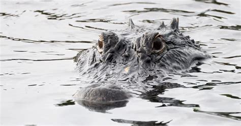 How a Frozen Alligator Survived Cold Temperatures in Texas