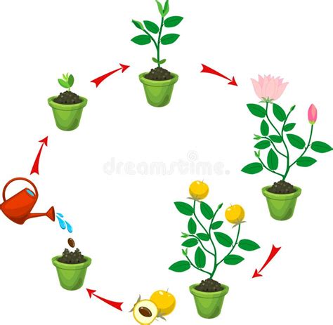 Plant Growing From Seed To Flowering And Fruit Bearing Plant Stock