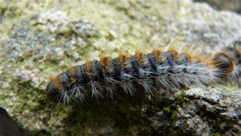 Photographie De Chenille Processionnaire Du Pin Thaumetopoea Pityocampa