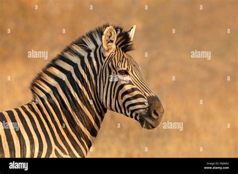 Portrait Of A Plains Burchells Zebra Equus Burchelli South Africa