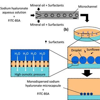 Schematic Of The Microcapsule Fabrication Procedure A Droplet
