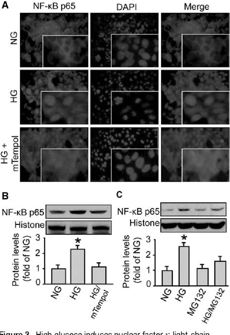 Figure 3 From Enhancement Of 26s Proteasome Functionality Connects Oxidative Stress And Vascular