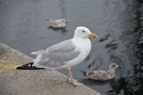Seagull Port Sea Free Photo On Pixabay Pixabay