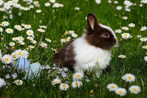 Weiß braun Hase Grün Rasenplatz Tier hell Kamille Piqsels