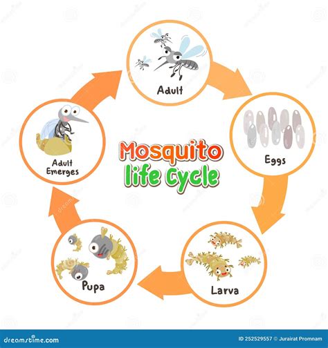 O Vetor Do Ciclo De Vida Do Mosquitorsquo Ilustração do Vetor