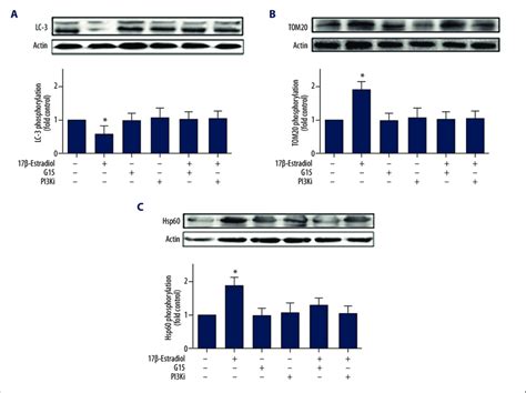 Western Blot Showing Expression Of The LC3 TOM20 And Hsp60 Proteins