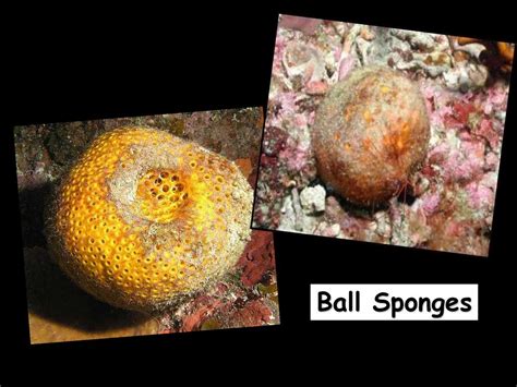 Phylum Porifera The Sponges Ppt Download