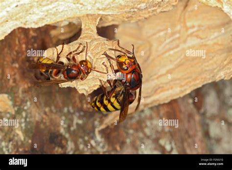 European hornet queen, hornet queen worker (Vespa crabro), on a new ...